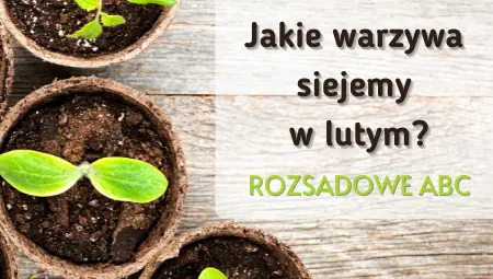 Jakie Warzywa Siejemy W Lutym Rozsadowe ABC Gardenflora Pl