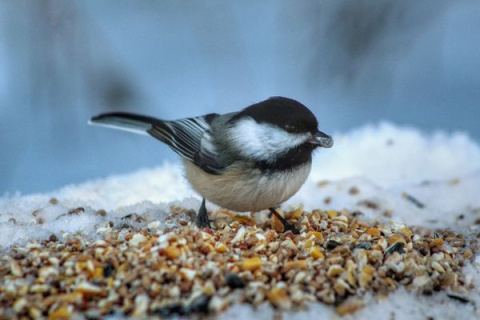 Kule Tłuszczowe Dla Ptaków w Siatce 90g x 50szt Happy Birds