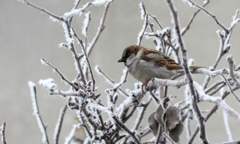 Kule Tłuszczowe Dla Ptaków Bez Siatki 90g x 25szt Happy Birds